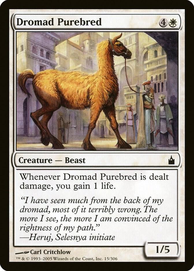Dromad Purebred 15 card from Ravnica: City of Guilds