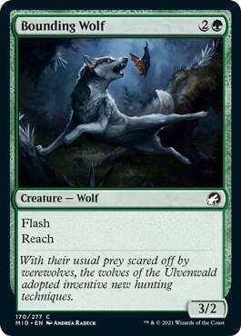 Bounding Wolf 170 card from Innistrad: Midnight Hunt